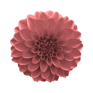 picture of a dahlia